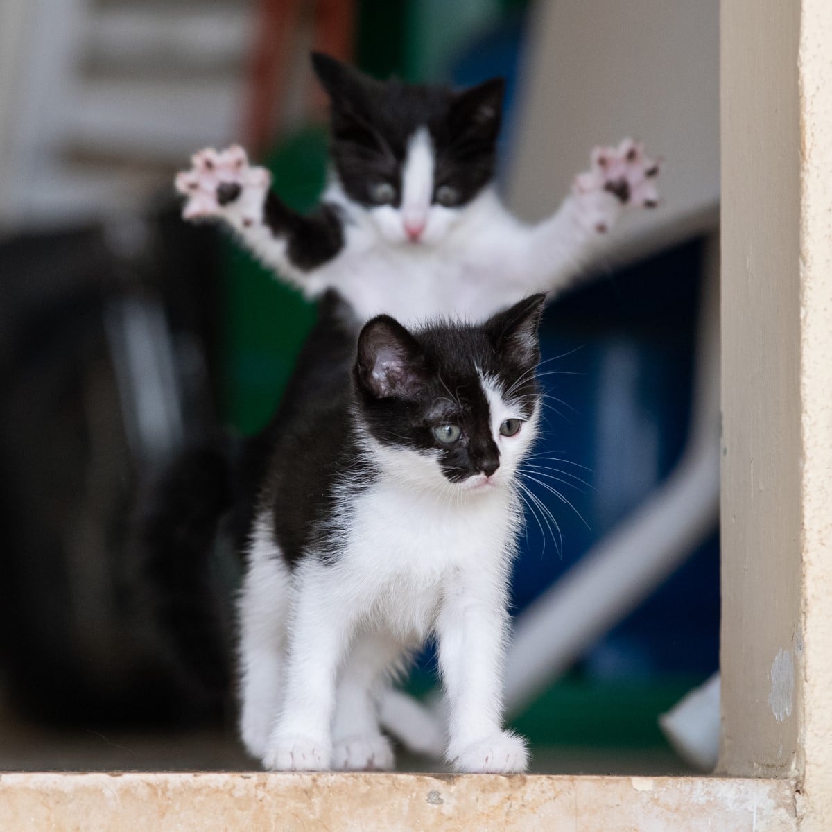 Playful Rescue Kittens