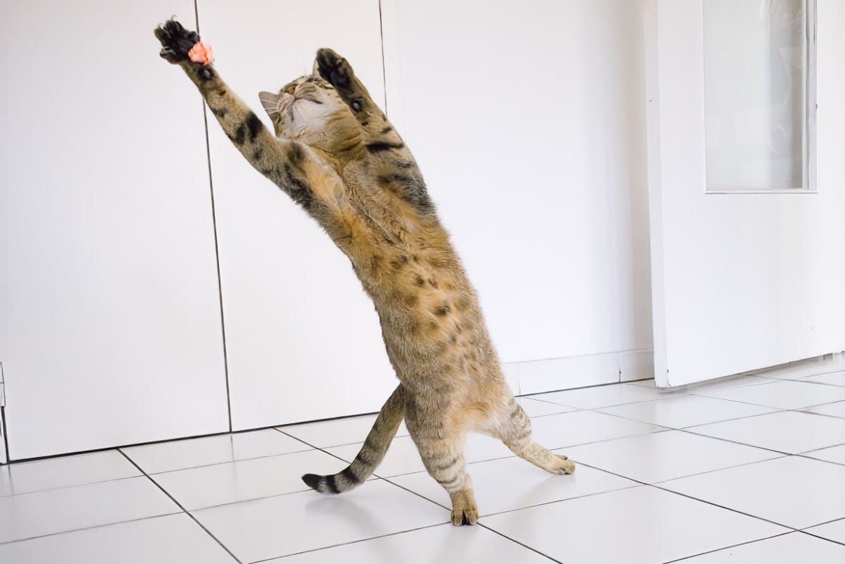 Cat with outstretch paw grabbing at a paper ball