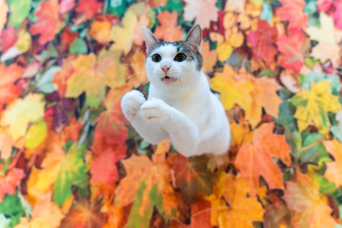 Cat Jumping Out of Leaves