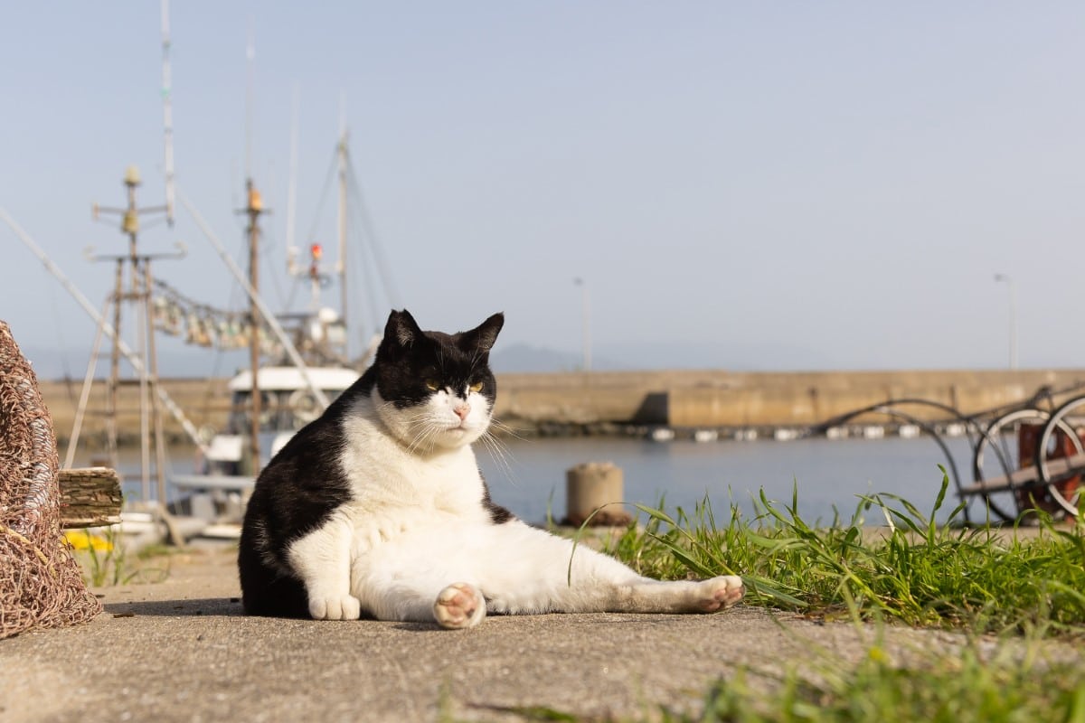 Overweight cat sitting by the water