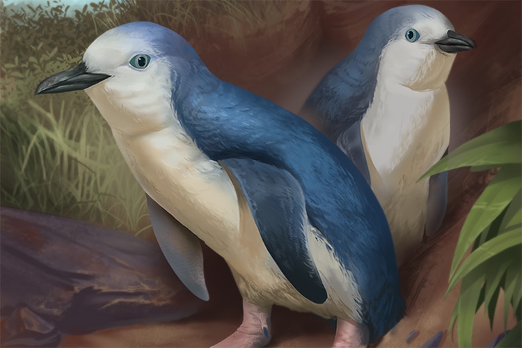 This Newly Discovered Miniature Penguin Species Lived 50 Million Years Ago