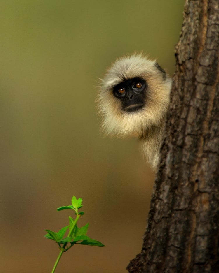 Shaaz Jung Photo of a Langur Looking at the Camera