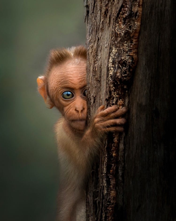 Shaaz Jung Photo of a Monkey Looking at the Camera