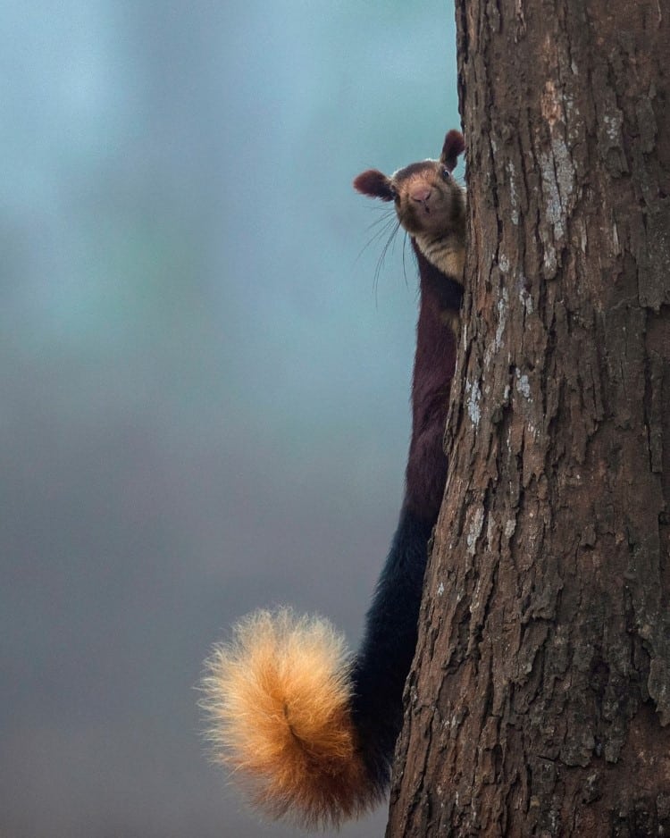 Shaaz Jung Photo of a Squirrel Looking at the Camera