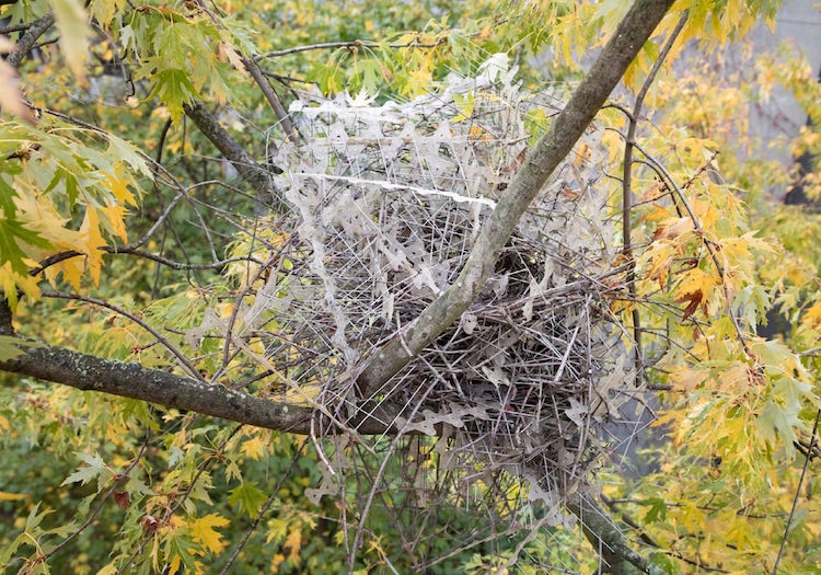 Anti-Bird Spike Nests