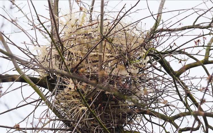 Anti-Bird Spike Nests