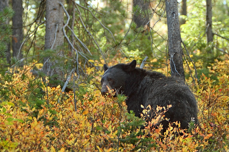 Adorable Black Bear Naps in Bald Eagle Nest