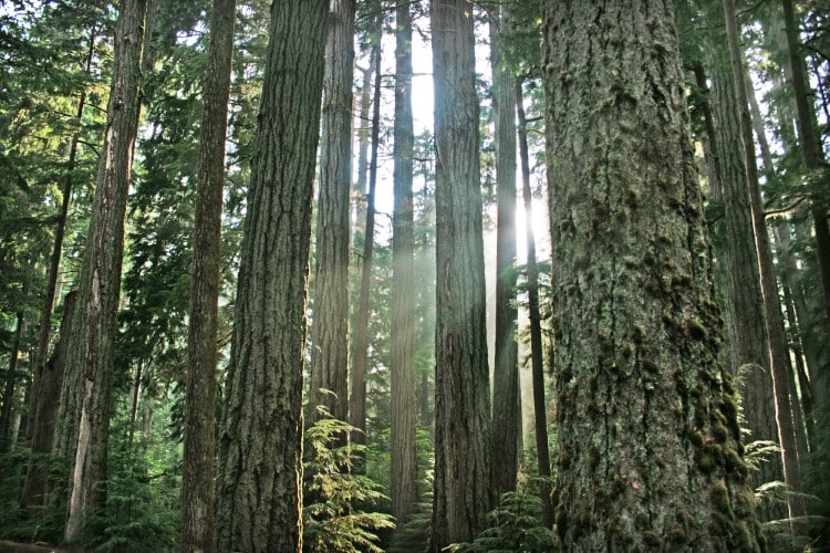 Forest in British Columbia