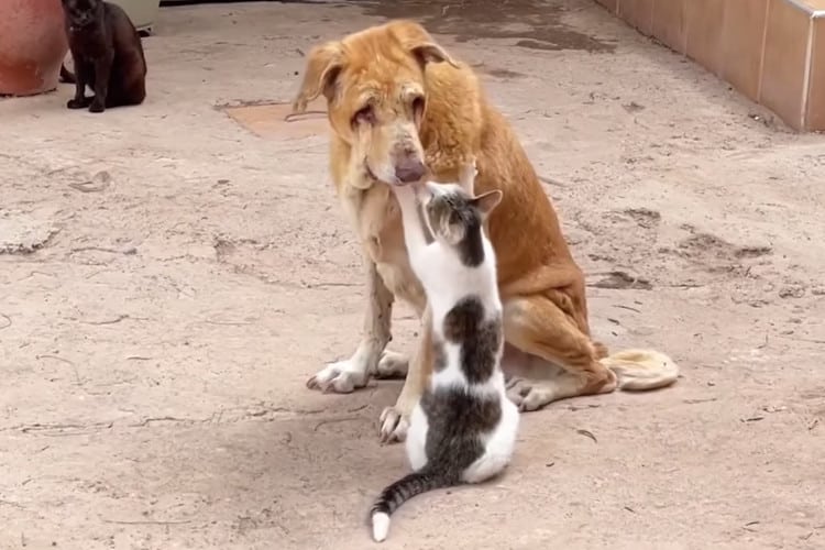 Cat massages blind dog with its upper paws