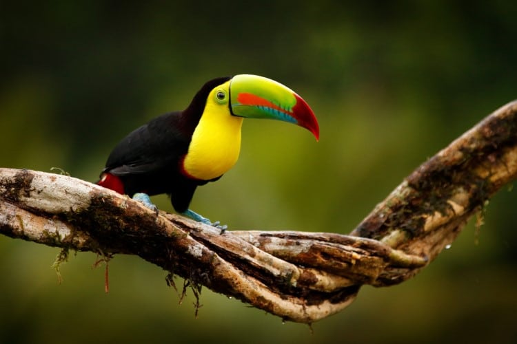 Keel-billed Toucan sitting on branch in the forest. 