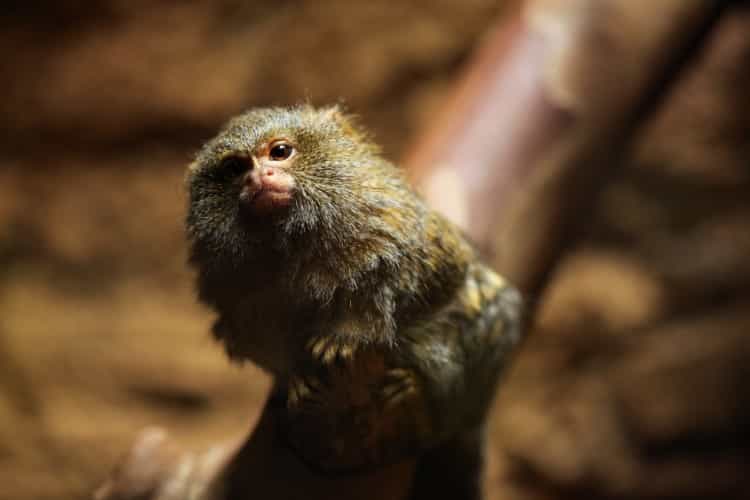 Pygmy marmoset (Cebuella pygmaea).