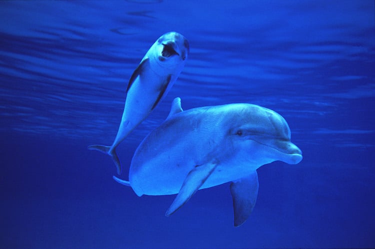 Dolphin moms use 'baby talk' with their newborns, research shows