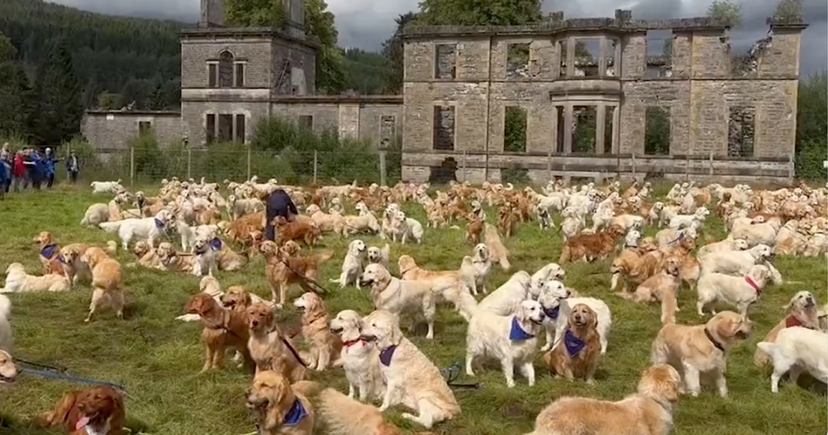 Hundreds of Golden Retrievers Meet at Birthplace of the Breed