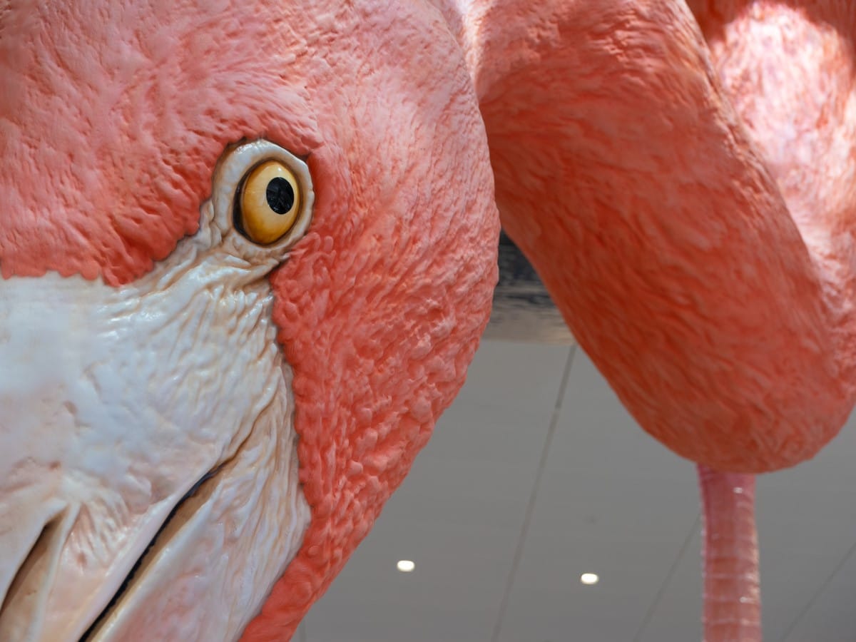 Close View of Home - Flamingo Installation at Tampa International Airport by Matthew Mazzotta