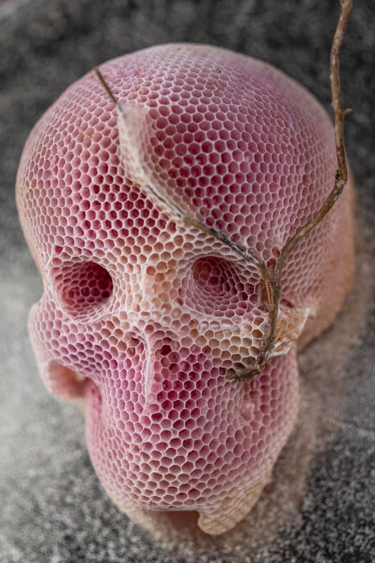 Beeswax Skull Sculpture by Tomas Libertiny