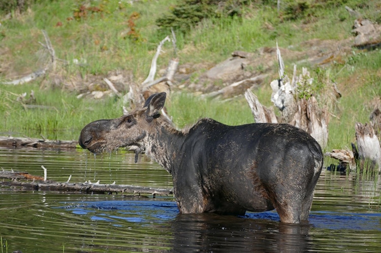 Wolf Populations Rebound in Michigan’s Isle Royale National Park