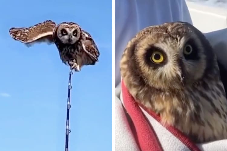 On the left, owl holds onto a boat; on the right, owl is wrapped in a towel