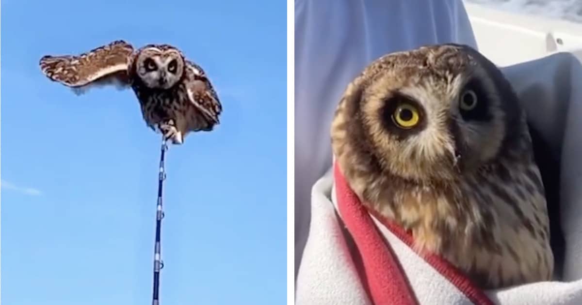 Two Men In A Boat Rescue An Owl And Give Him A Ride Home