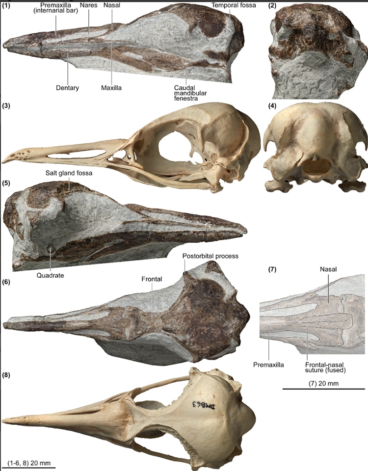 This Newly Discovered Miniature Penguin Species Lived 50 Million Years Ago