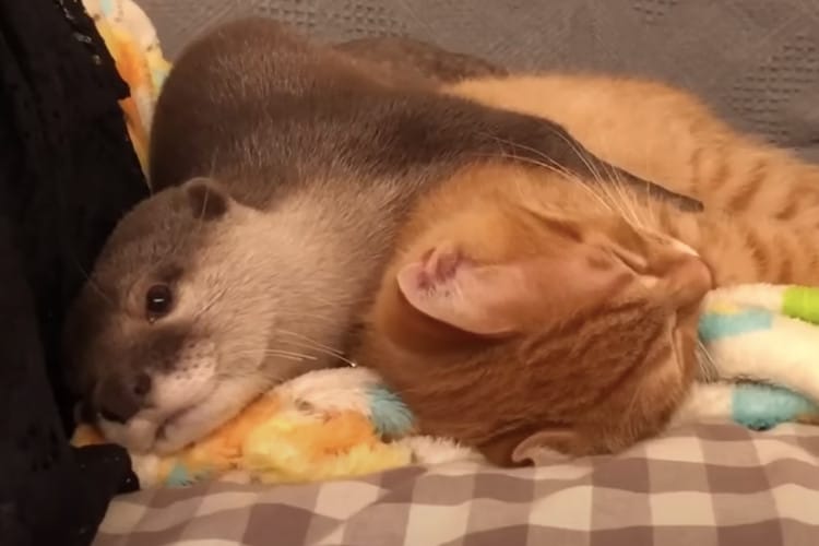 Baby otter cuddling with orange cat