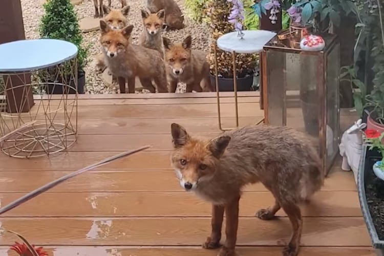 A fox and his family stand on a wooden porch looking cute and waiting to be fed