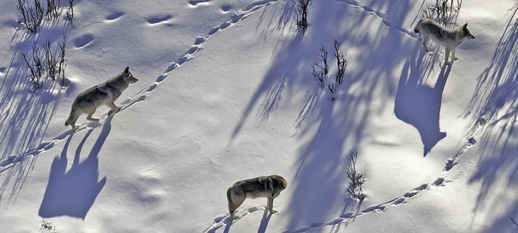 Wolf Populations Rebound in Michigan’s Isle Royale National Park
