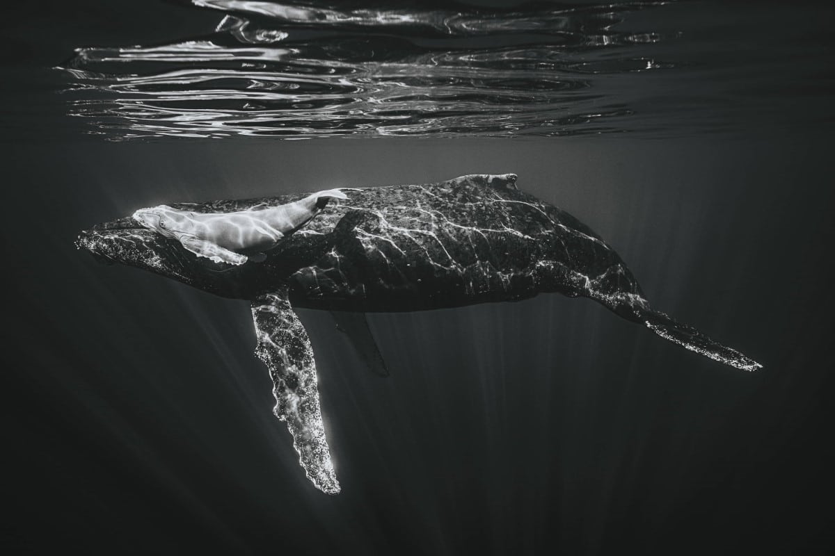 Black and white underwater photo of a humpback calf and its mother