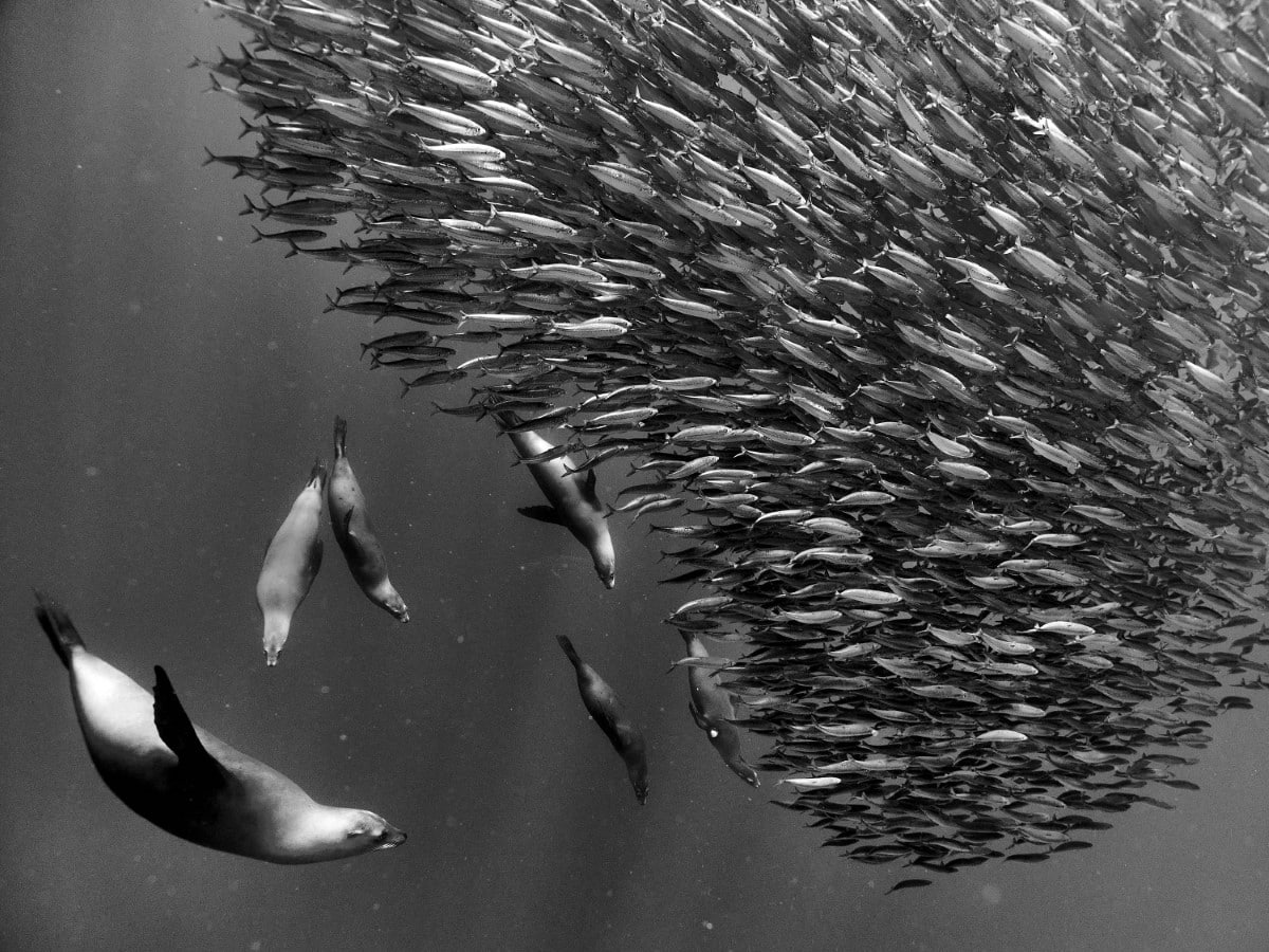 Black and white underwater image of seals hunting a school of fish