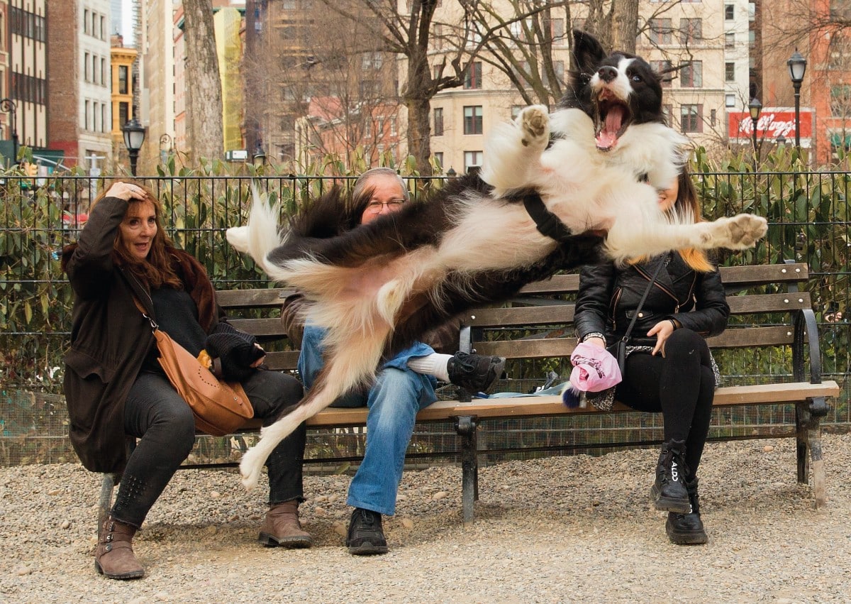 Border Collie leaping to catch a ball in Union Square