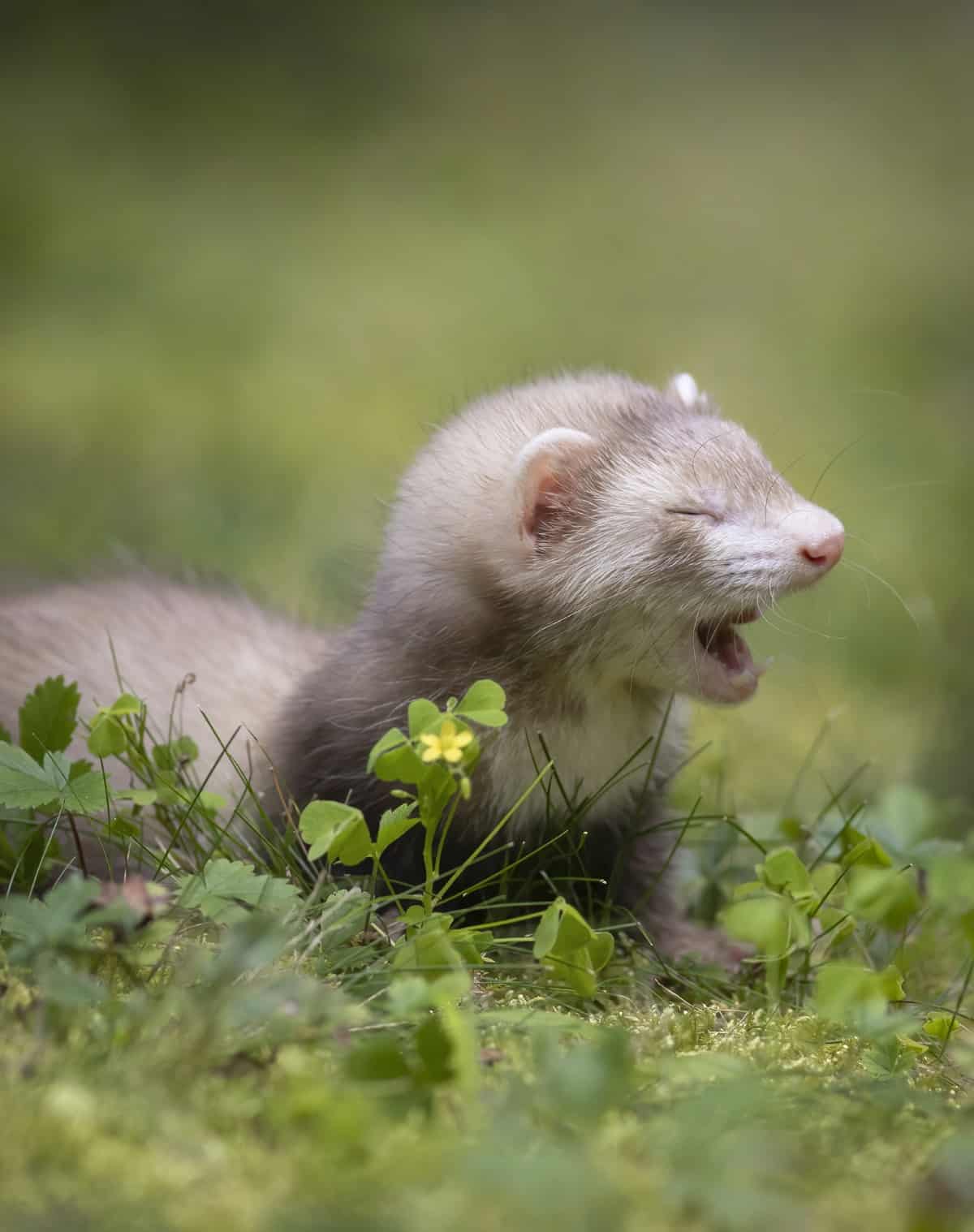 Tiny ferret on their first walk outside