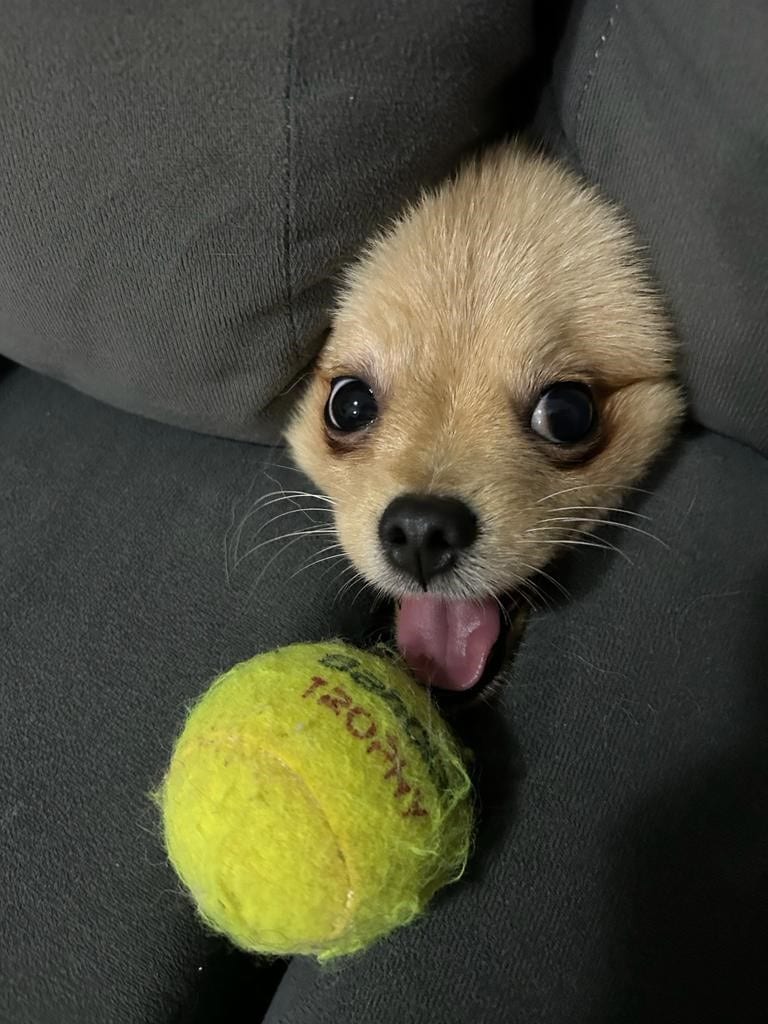 Dog peaking out of sofa cushions