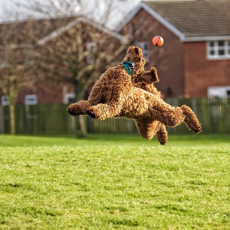Dog Leaping Up to Catch a Ball