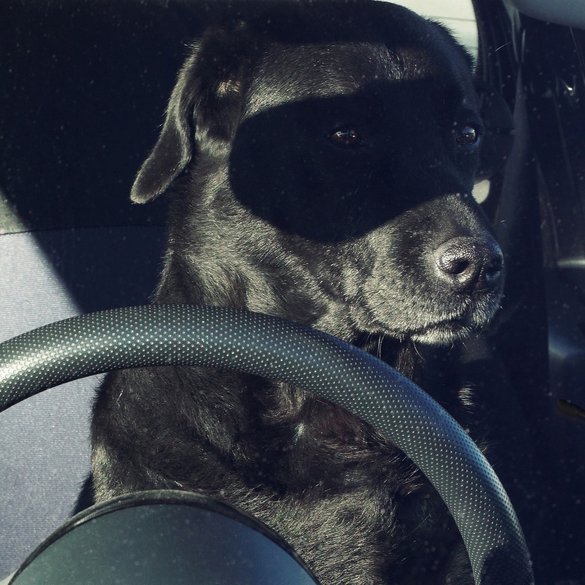 Black lab in a car with shadow on his face that looks like a mask
