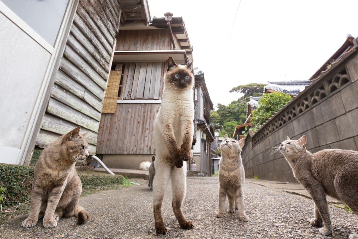 Cats standing in an alley