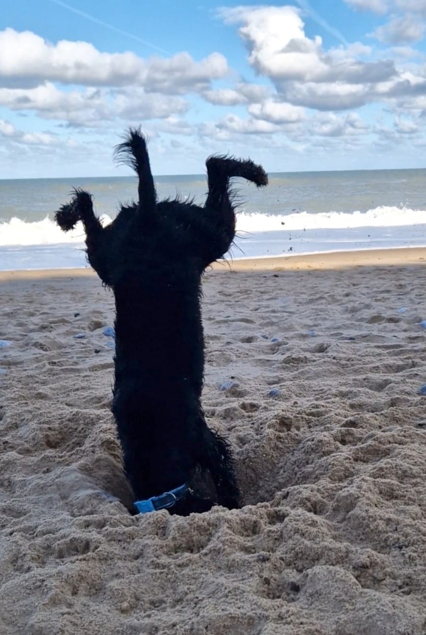 Dog digging a hole in the sand 