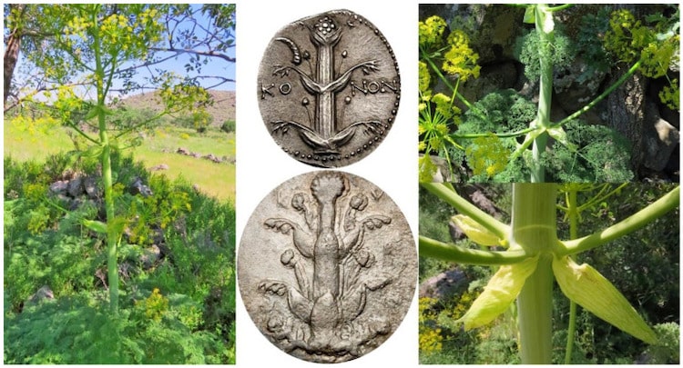 Ancient Greek’s Mythical Miracle Plant Silphium May Have Been Rediscovered