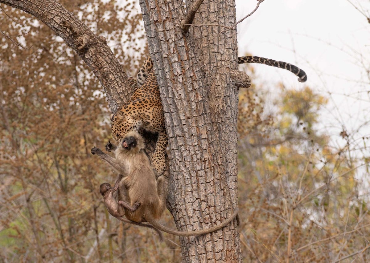 Leopard pulling langur into a tree