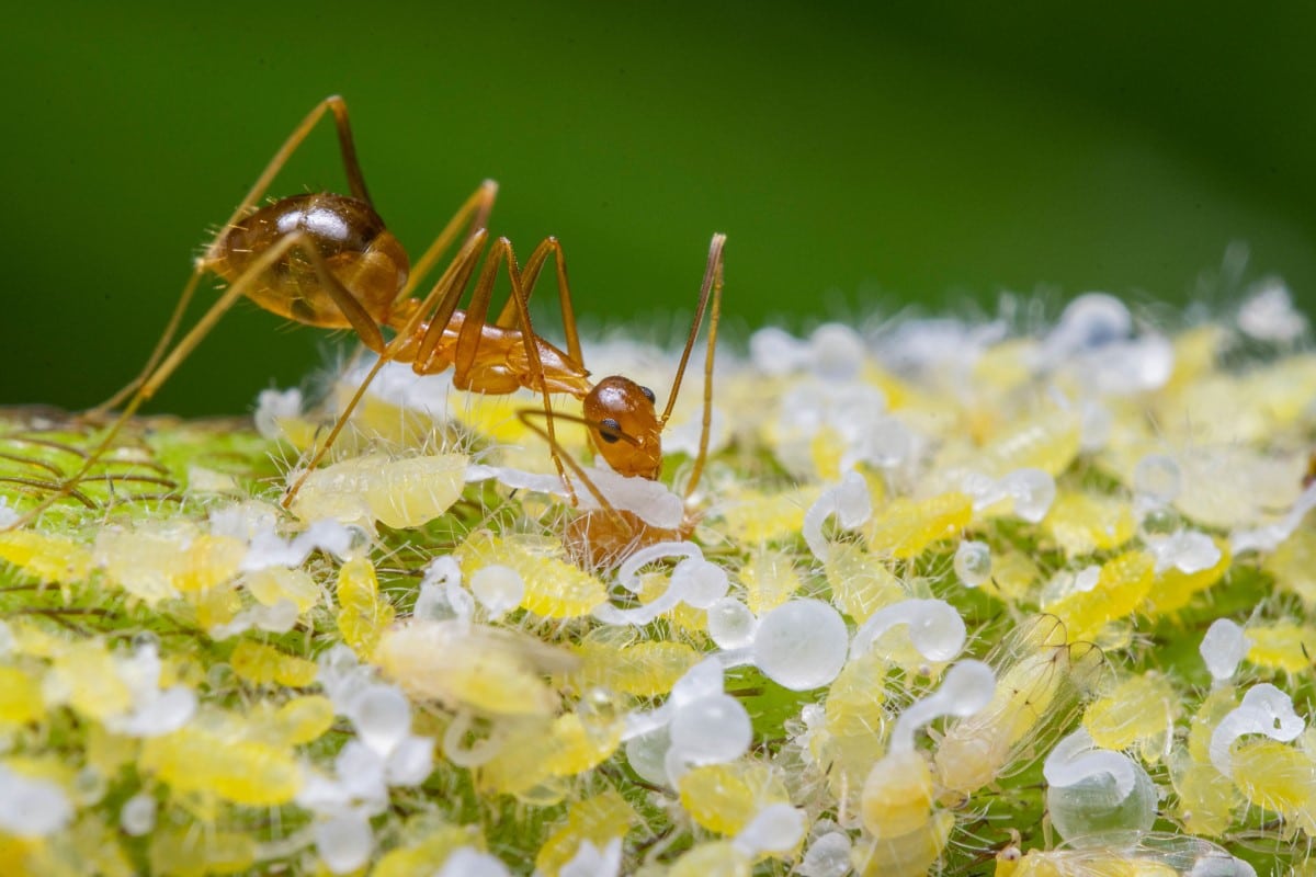 Ant eating honeydew on a plant