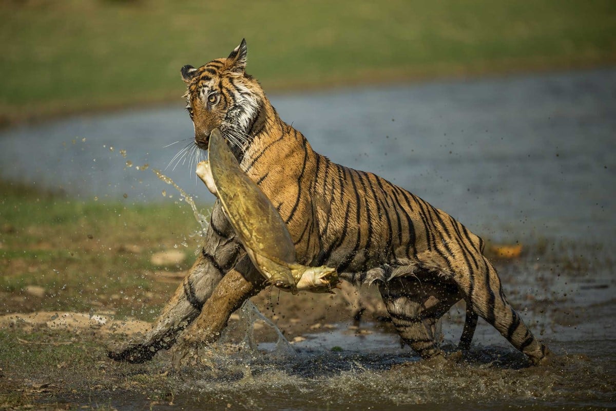 Tiger pulling softshell turtle from a lake