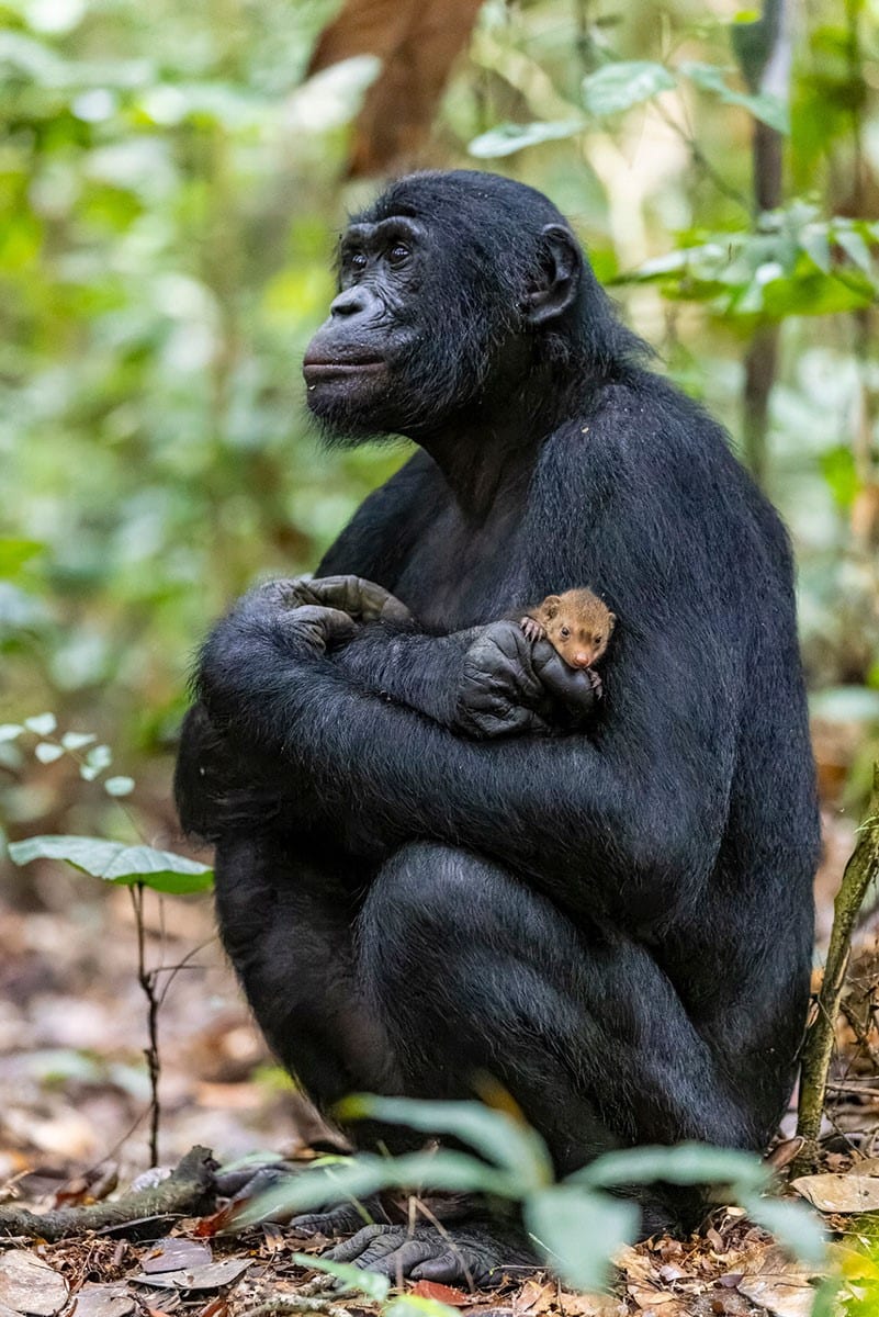 Bonobo holding a mongoose pup