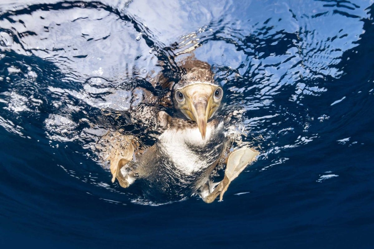 Brown booby dipping its head underwater