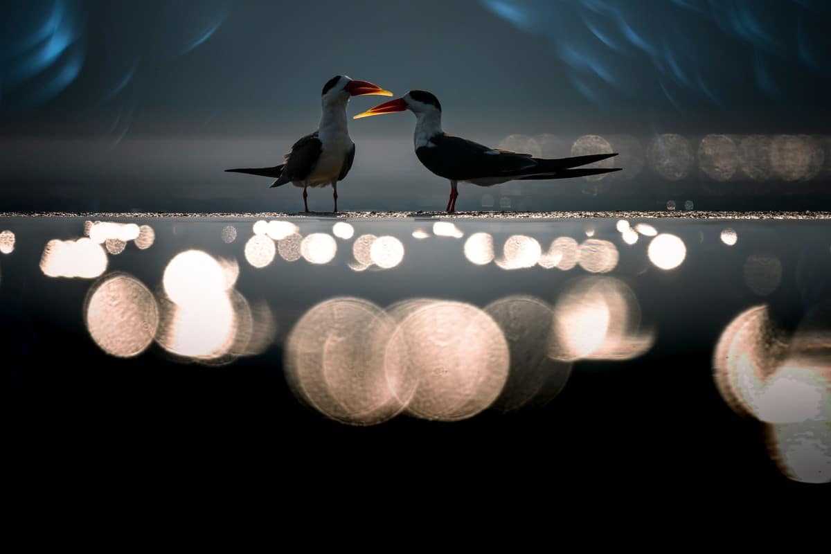 Two Indian Skimmers