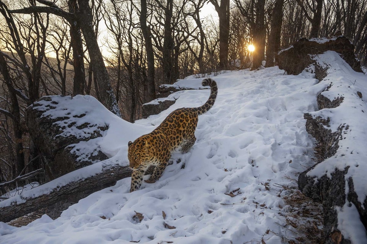 Amur leopard in the snow