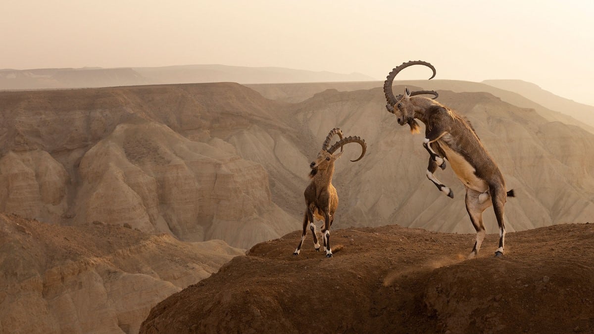  Nubian Ibexes jumping on a cliff