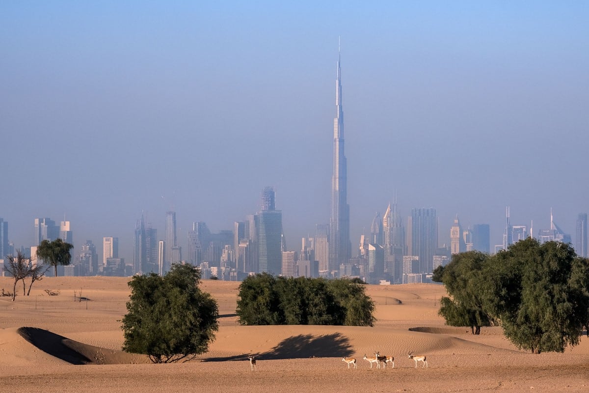 Animals in Dubai with skyscrapers in the background