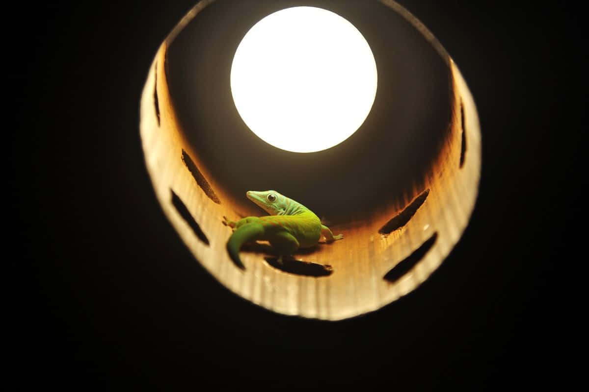 Andaman Day Gecko inside a chandelier