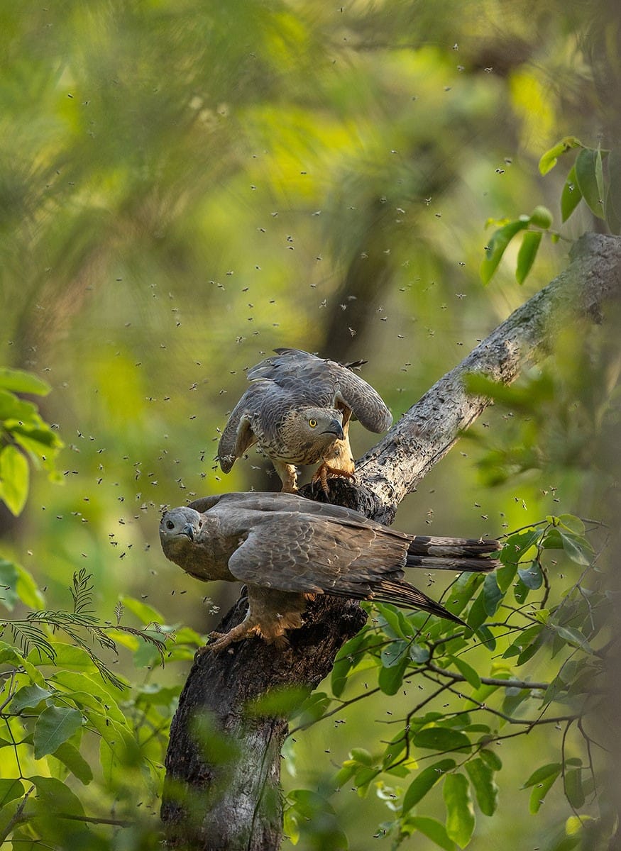 A pair of Oriental Honey Buzzards raid a beehive