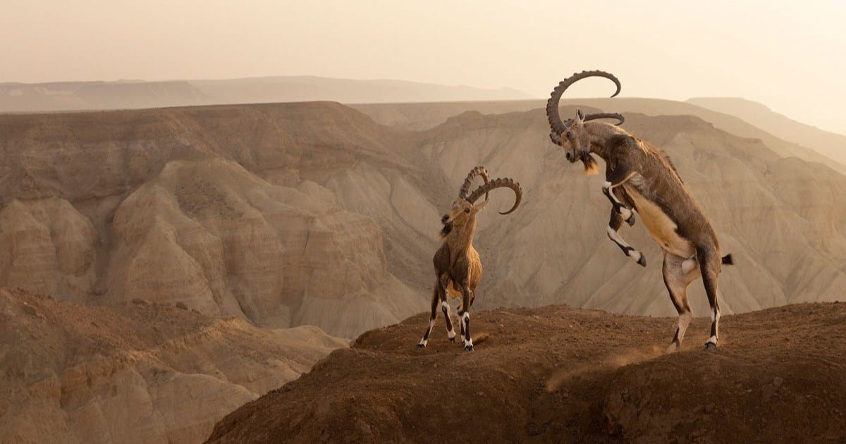 Incredible Winners of the Nature inFocus Photography Awards