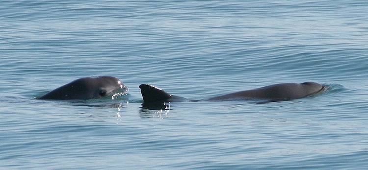 IWC Releases First Ever Extinction Alert for Vaquita