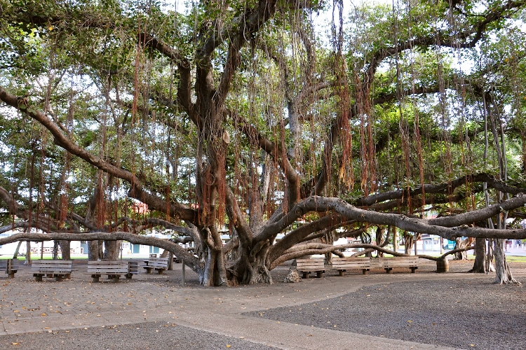 Lahaina Banyan Tree Park on Maui, Hawaii